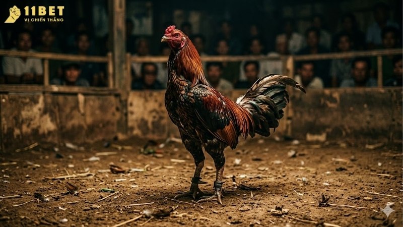 da-ga-sabong-philippines